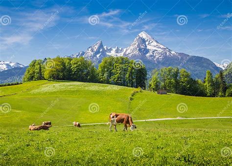 Idyllic Landscape In The Alps With Cow Grazing On Fresh Green Mountain