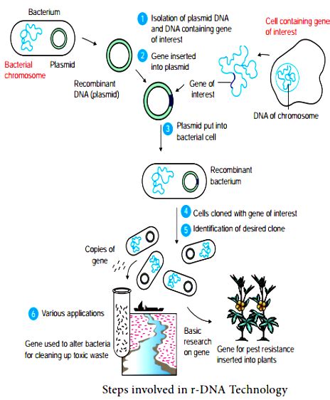 Describe The Steps Involved In Recombinant Dna Technology Sarthaks