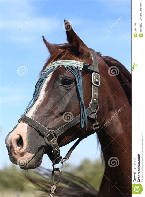 Beautiful Arabian Horse Looking Around On Summer Corral