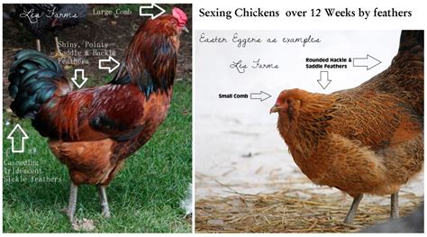 sexing chicks by comb colour legs and feathering reference backyard chickens learn how to
