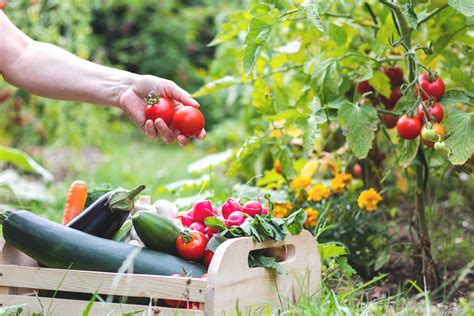 10 Conseils Simples Pour Réussir Son Jardin Potager Danby Canada