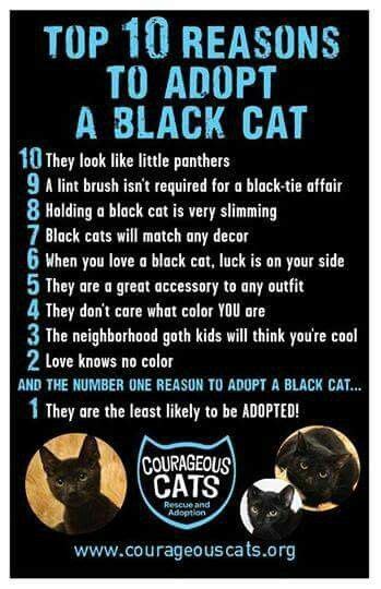 Love Black Kitties Black Cats Rock Cat Care Black Cat