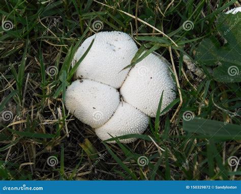 Clustered Common White Puffball Fungus Stock Photo Image Of Spores