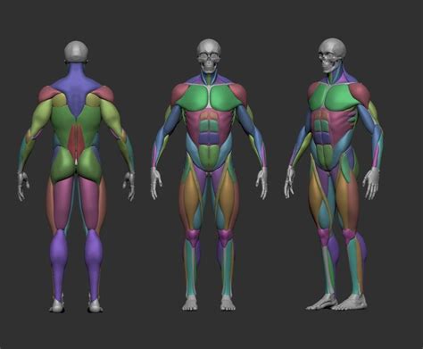 Musculature Simplified 3d Print Model Anatomy Models Zbrush
