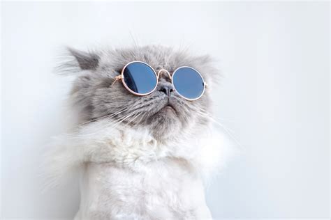 Funny Cat With Sunglasses Cat Mania