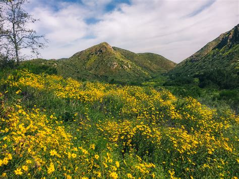 Californias Spring Super Bloom Exploring Our World