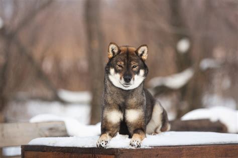 Are Shikoku Dogs Intelligent Dogs