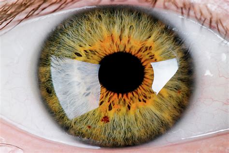 Close Up Of Human Eye Hazel Photograph By Panoramic Images Fine Art