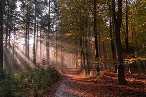 Forest Path In Autumn With Early Morning Sun Rays Stock Photo