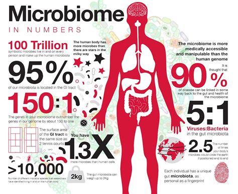Research Shows That Microbes In The Human Gut Play An Important Role In