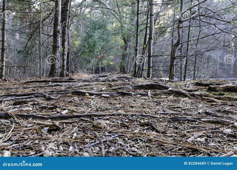 Path Destruction Woods Stock Images Download 101 Royalty Free Photos