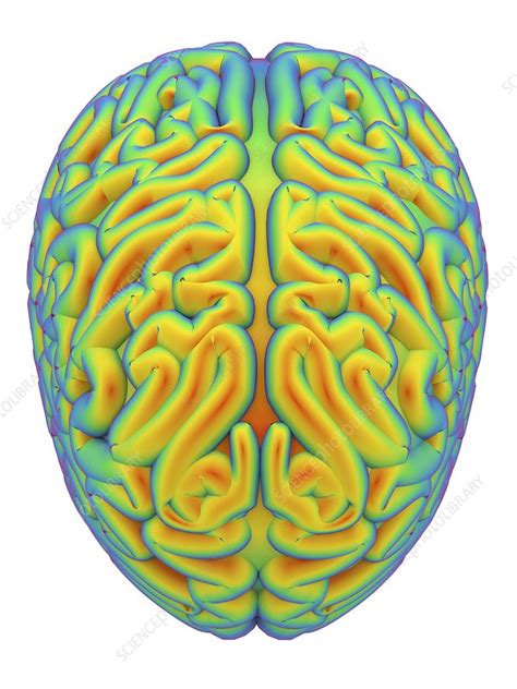 Human Brain Artwork Stock Image F0128239 Science Photo Library