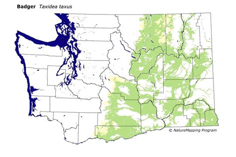 Distribution Map Badger Taxidea Taxus
