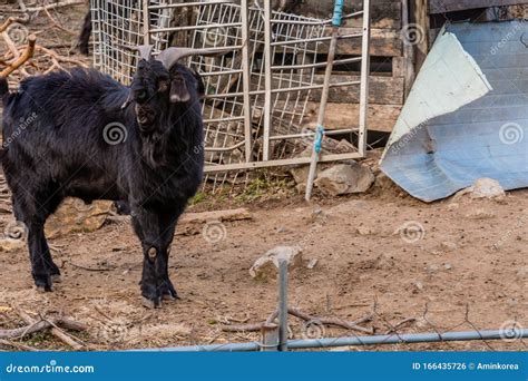 Large Horned Black Bengal Goat Stock Photo Image Of Domesticated