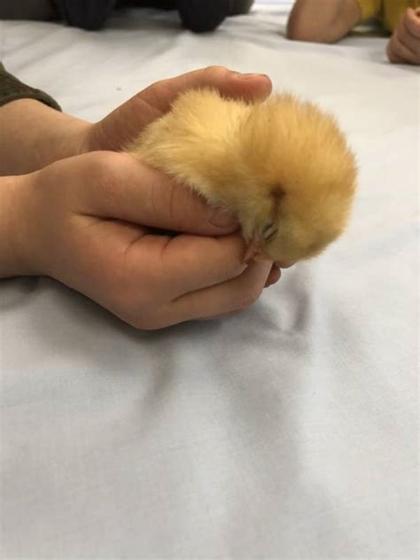 Chick Hatching Project Brookeside Montessori School In Bechtelsville Pa