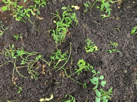 Khasiatnya yang luar biasa untuk kesehatan dimungkinkan berkat. Tanam DAUN SELOM Secara Melintang, 2-3 Minggu Dah Boleh ...