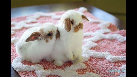 Cute Baby Holland Lop Bunnies Playing Inside The House Youtube