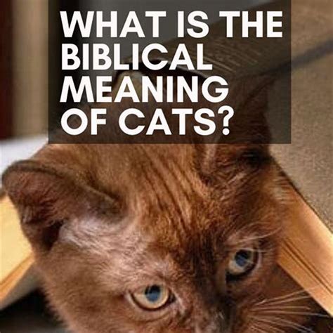 What Do Cats Symbolize In The Bible Diy Seattle