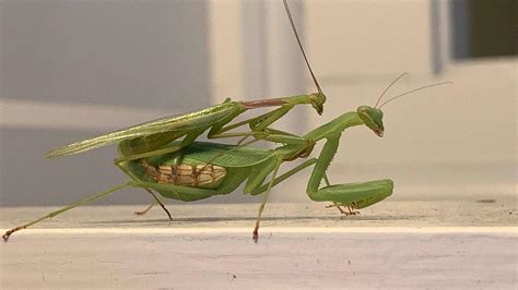 Male Springbok Praying Mantis Wrestle With Females To Mate Avoid Being