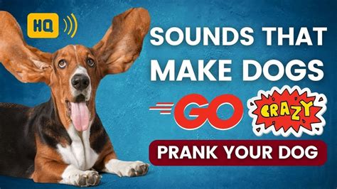 Sounds That Make Dogs Go Crazy 🐕 Sounds To Prank Your Dog Youtube
