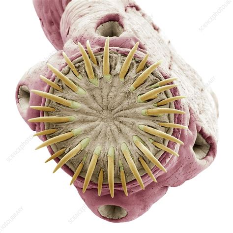 Pork Tapeworm Sem Stock Image C0169073 Science Photo Library