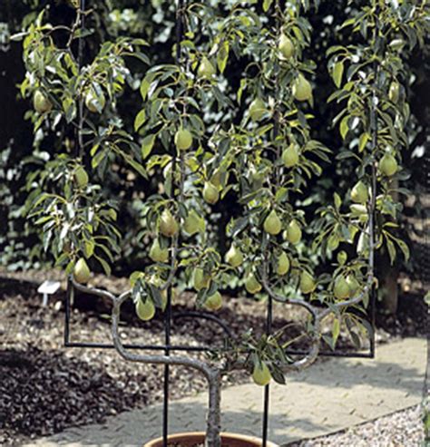 A vertical cordon fruit tree. Trained Fruit Trees | Double U Cordon Fruit Trees For Sale