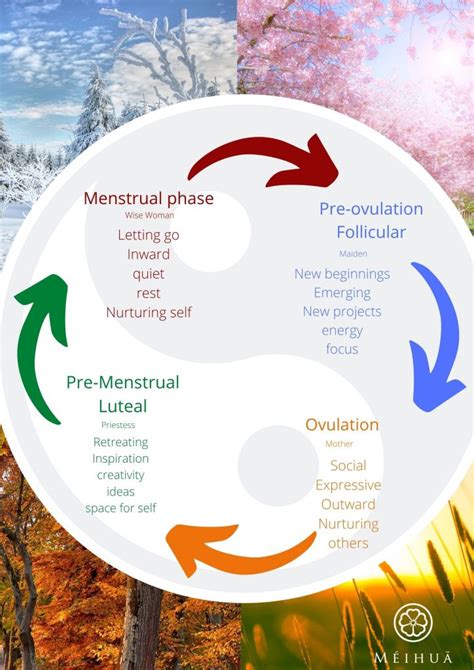 Phases Of The Menstrual Cycle Mei Hua Clinic