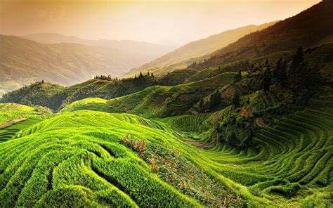 Rice Terraces Field Nature Landscape Rice Paddy China Hd Wallpaper