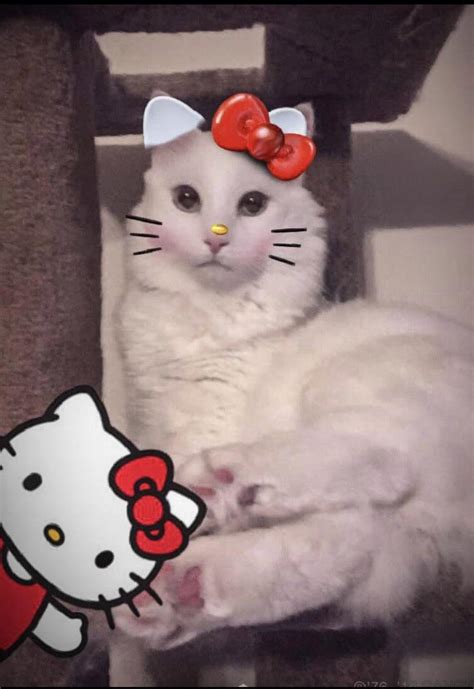 Real Life Hello Kitty Hellokitty