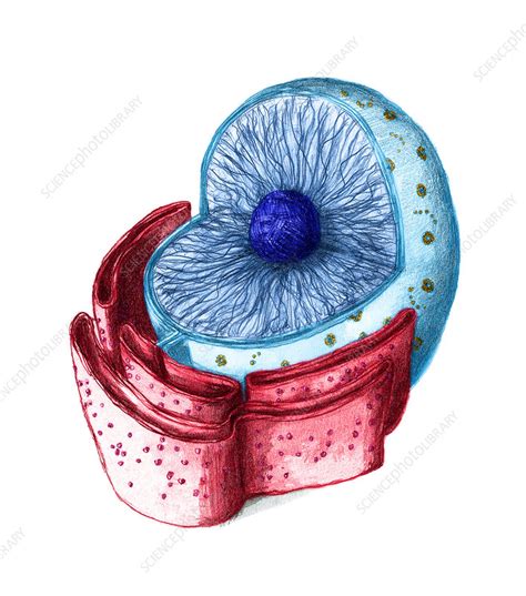 Maybe you would like to learn more about one of these? Cell Nucleus, Animal - Stock Image - C012/1204 - Science ...