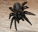 Arañas: Araña Atrax Robustus (Araña de Sidney)