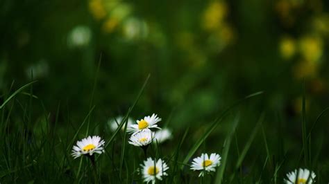 1920x1080 1920x1080 Daisies Grass Summer Nature Glade Flowers