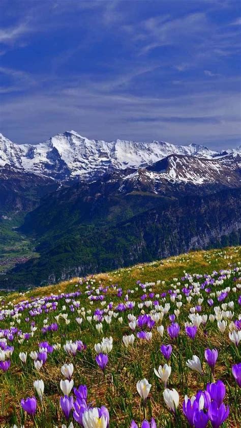 Spring Crocus Field In Männlichen Switzerland Wallpaper Backiee