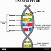 DNA structure.DNA with its components: cytosine,guanine,adenine ...