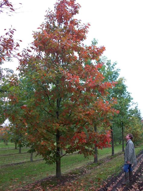 Quercus Rubra Red Oak Deepdale Trees