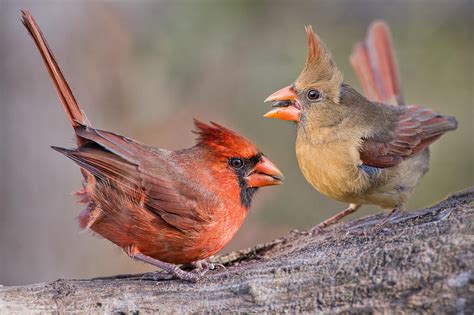 Cardinals On A Windy Day Photograph By Bonnie Barry Fine Art America
