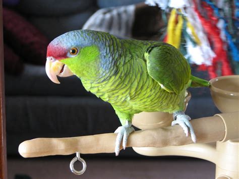 Buy Exotic Birds Online Pet Birds For Sale Birds Online Near Me