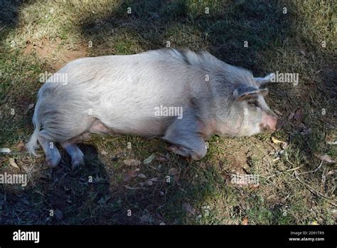 Gottingen Mini Pig Pig Is Lying On The Ground In Queensland Australia