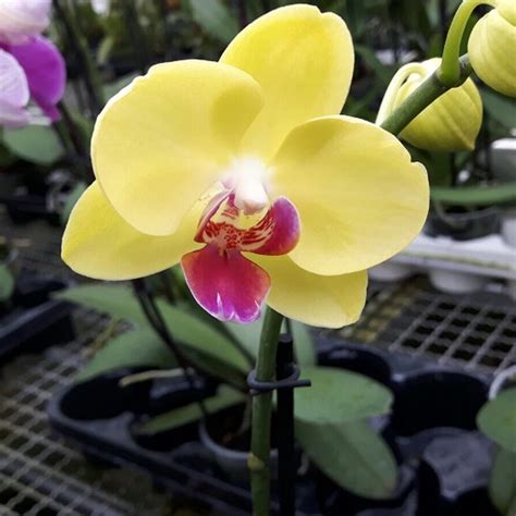 Il fiore dell'orchidea ha un fascino particolare ed una bellezza unica, esteticamente perfetto tanto che ha simboleggiato da più in generale, oggi, i fiori di orchidea sono utilizzati in svariate occasioni per matrimoni, eventi importanti perché comunque rappresentano un. Orchidea Phalaenopsis 'Miraflore' | Yougardener