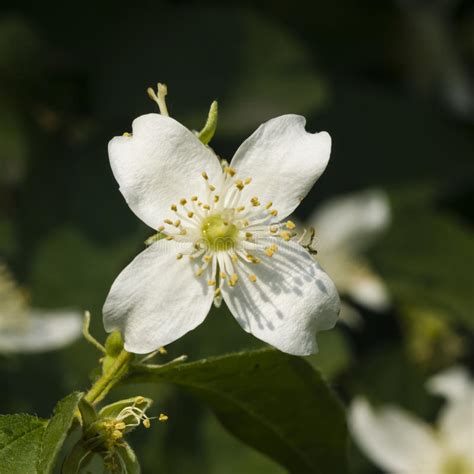 The plant is notorious for the extreme itchiness it produces on contact, particularly with the. Fiori Bianchi Sull'arbusto Del Gelsomino Bianco Con Il Fondo Del Bokeh, Macro, Fuoco Selettivo ...