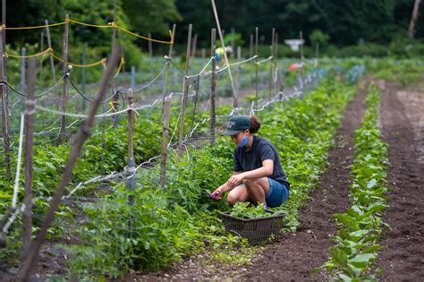 Organic Farming Abounds In The Town Of Islip