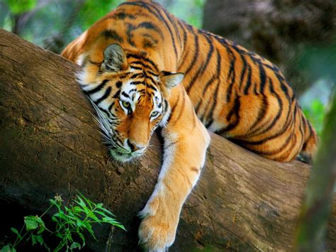 Las Mejores Fotos De Tigres Animalesmascotas