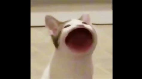 Pop Cat Mouth Noise Meme Original Youtube
