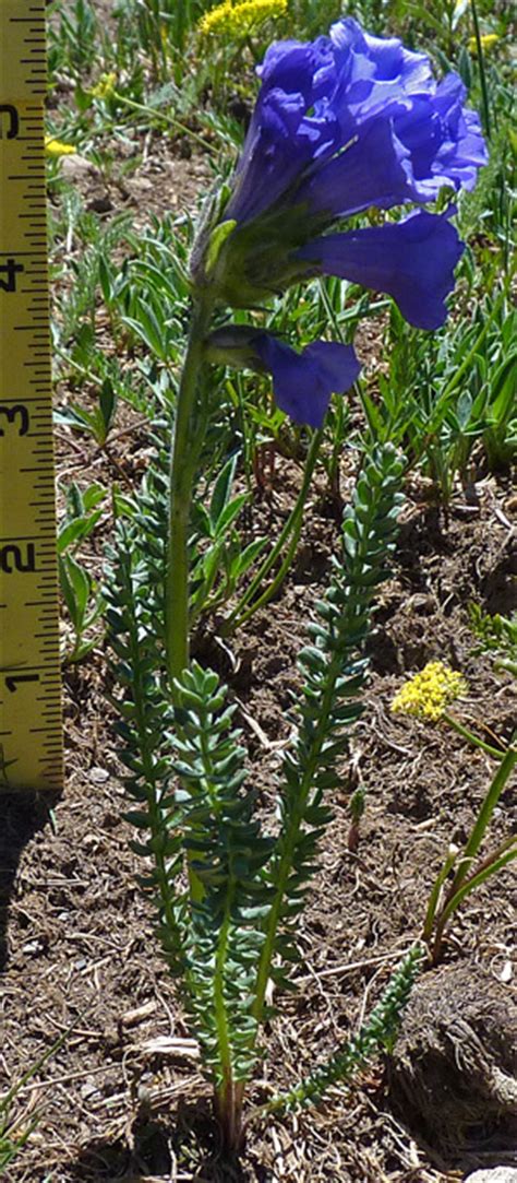 Southwest Colorado Wildflowers Polemonium Confertum Viscosum