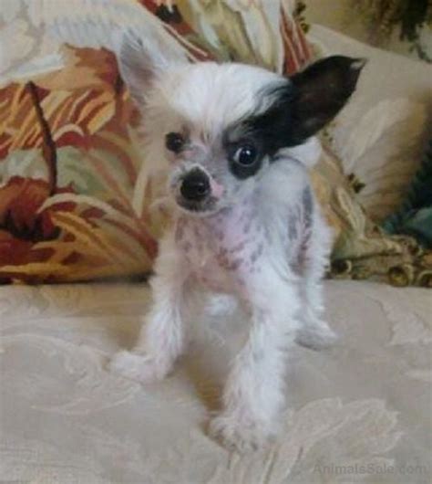 Chinese Crested Dog Adorable Chinese Crested Puppies Dogs Buy Or For