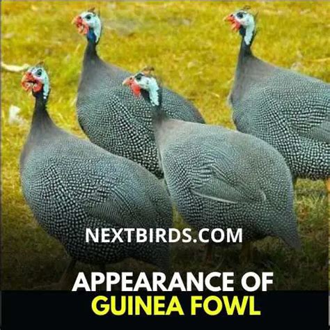 Purple Guinea Fowl Interesting Facts About Guinea Fowl Nextbirds