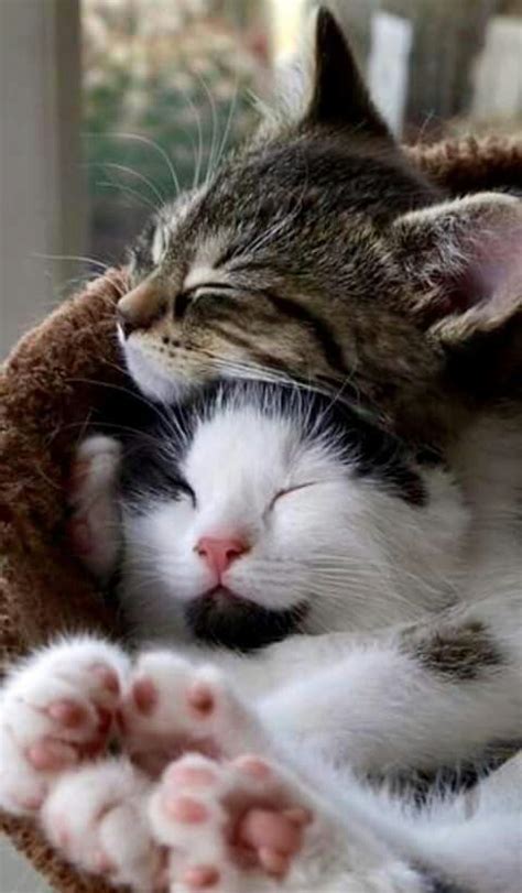 Cute Cuddle Cats Animals And Pets Baby Animals Funny Animals Cute