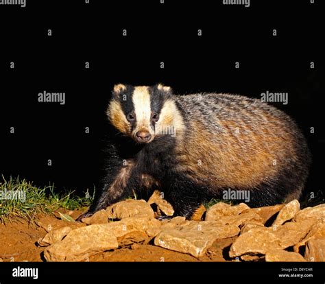 Adult Badgers Uk Hi Res Stock Photography And Images Alamy