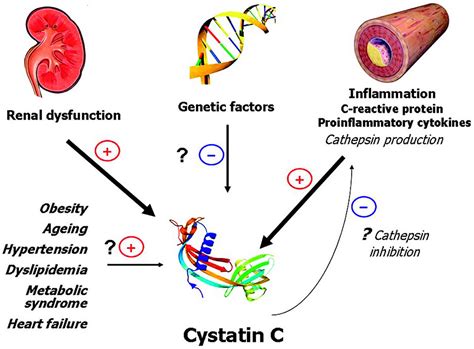 Cystatin C Cystatin C Blood Test Interpreting A Cystatin C Test Result