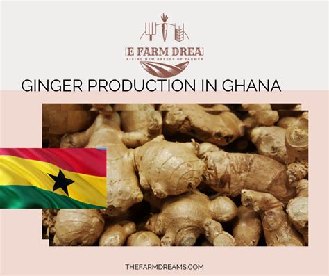 A Comprehensive Guide To Ginger Production In Ghana 2023 Guide